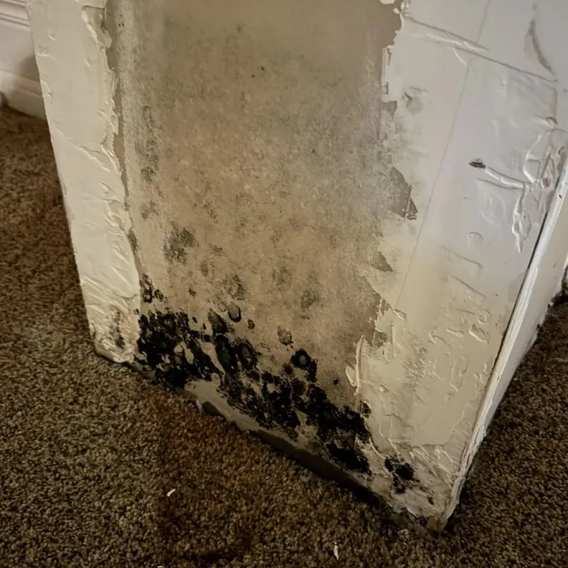 Professional Mold Removal in Irion County, TX